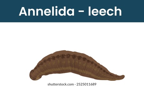 Diagram of Annelida Leech, Annelida Leech Illustation