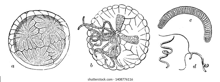 A diagram of Antheridium of Chara: a, the four upper shields; b, interior; c, Antheridial filament; d, two Antherozoids, vintage line drawing or engraving illustration.