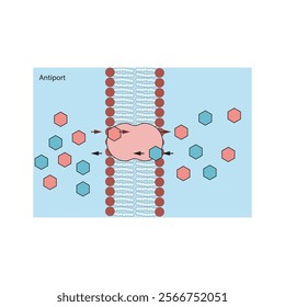 A diagram of Antiport transport via a membrane - simple schematic illustration. skeletal structure diagram. compound molecule scientific illustration.