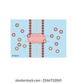 A diagram of Antiport transport via a membrane - simple schematic illustration. skeletal structure diagram. compound molecule scientific illustration.