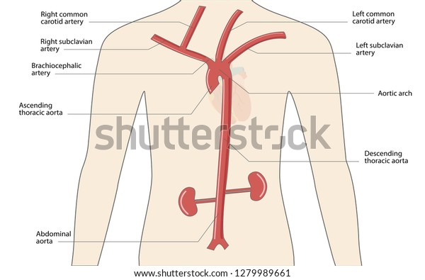 The diagram of aorta in human body,\
medical and healthcare illustration about human\
anatomy