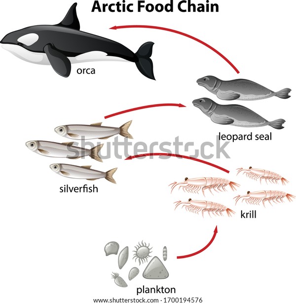 Diagram of arctic food chain from plantons\
to orca illustration