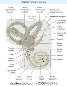 Diagramm von auris interna Innenohr, im os temporale