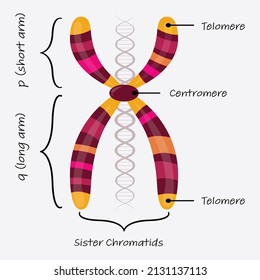 Diagram An Autosome Chromosome With Labels