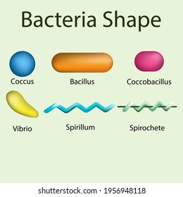 Diagram Bacteria Shapes Educational Poster Prokaryotic Stock Vector ...