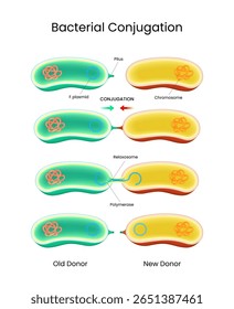 Diagram of Bacterial Conjugation Process