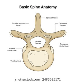 Diagrama de la anatomía Básica de la columna vertebral