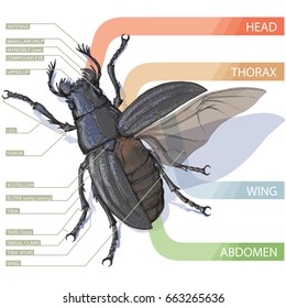 The diagram of the beetle. Tutorial. Realistic vector illustration