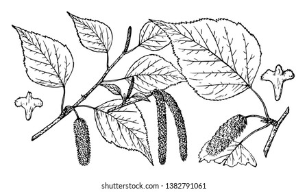 A diagram of Betula tree branch having many leaves and cones hanging downwards, vintage line drawing or engraving illustration.