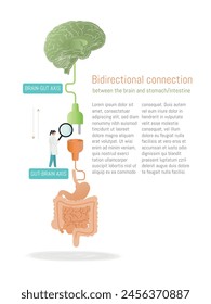 Un diagrama del eje bidireccional cerebro-intestino, la relación entre el cerebro y el estómago. El texto debajo del diagrama dice "Conexión Bidireccional" y está escrito en un estilo científico