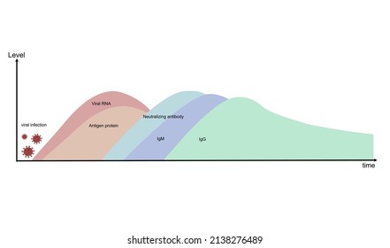 El diagrama del nivel de biomarcador (ARN, proteína antígeno, anticuerpos neutralizantes, IgM e IgG) y el tiempo de respuesta después de la infección viral para detección y diagnóstico de laboratorio