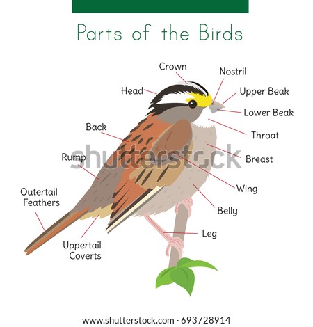 diagram birds body parts captions connected stock vector royalty