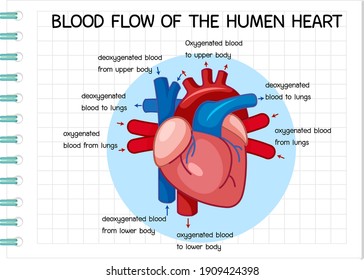 Blood supply to the heart unlabeled diagram. Heart Anatomy Vector Images Stock Photos Vectors Shutterstock