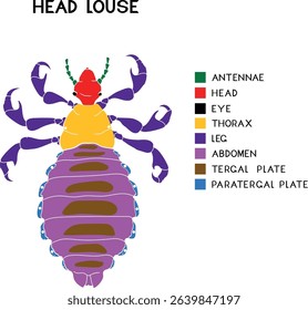 Diagram of the body parts of female head louse (Pediculus humanus). Educational material about the external structure of the head louse insect for biology lesson	