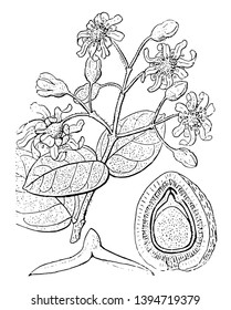 A diagram of Boldo plant showing a section of the ripe fruit and the embryo separately vintage line drawing or engraving illustration.