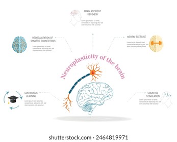 Ein Diagramm des Gehirns mit einem Neuron und einem Hirnstamm. Neuroplastizität des Gehirns.