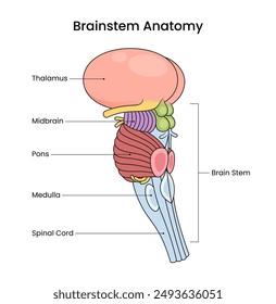 Diagram of Brain Stem Anatomy