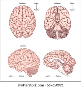 Diagram Of The Brain From The Top Side Front And Back/ Realistic Image Of The Brain. Anatomy Of The Brain. Poster For The Study Of Anatomy Of The Central Nervous System	