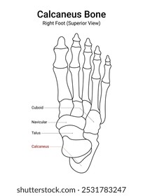 Diagrama da Vista Superior do Pé Direito do Osso do Calcâneo