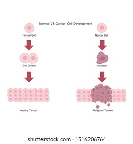 Diagram of cancer cell development: Normal cells versus cancer cells. in vector format