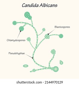 Diagram of Candida Albicans Yeast