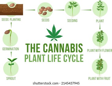 Diagrama del ciclo de vida de la planta de cannabis