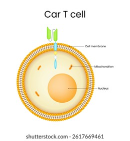 Diagram of CAR T Cell Structure