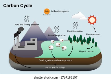 Diagram of Carbon cycle, Biogeochemical cycle for education chart