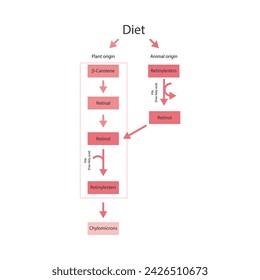 Diagram of β Carotene and retinal metabolism in the intestine, Enzymatic biotransformation of molecules. Biochemical illustration.white background.