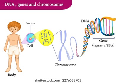  Diagram of cell and chromosome  and DNA structure.vector image
