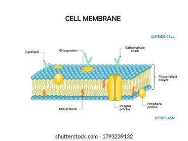 Diagram  of cell membrane,phospholipid bilayers structure