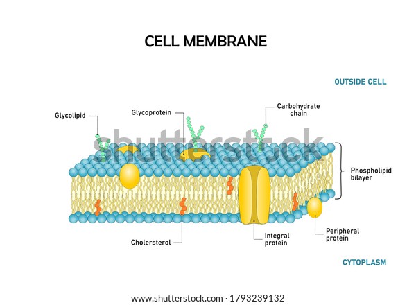 Diagram Cell Membranephospholipid Bilayers Structure Stock Vector ...