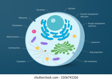 Diagram of cell. Structure of animal cell on dark background. Cell biology.