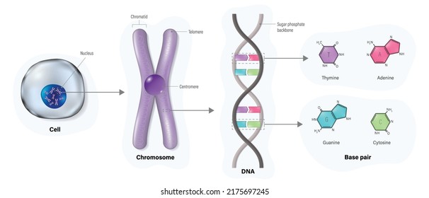 Diagram Of Cell Structure, Chromosome, DNA(Deoxyribonucleic Acid) And Base Pair. Thymine, Adenine, Guanine And Cytosine. Vector For Scientific Study.