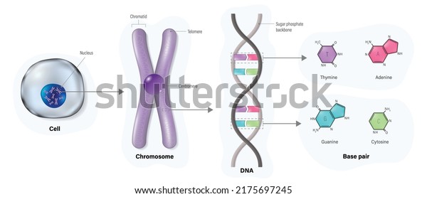Diagram of Cell structure, Chromosome,\
DNA(Deoxyribonucleic Acid) and Base pair. Thymine, Adenine, Guanine\
and Cytosine. Vector for scientific\
study.
