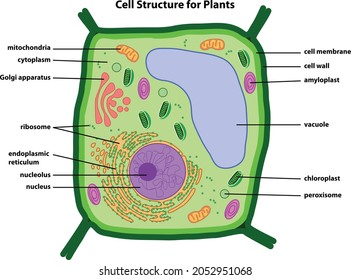 10 Goldi Apparatus Images, Stock Photos & Vectors | Shutterstock