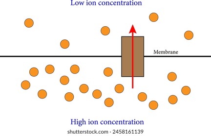 Diagram of The Chemiosmosis .Vector illustration