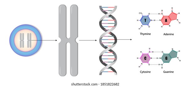 Diagram of chromosome and DNA, Base pairing in DNA, Molecular biology