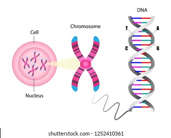 Diagram of chromosome and DNA structure, Molecular biology, vector illustration eps10
