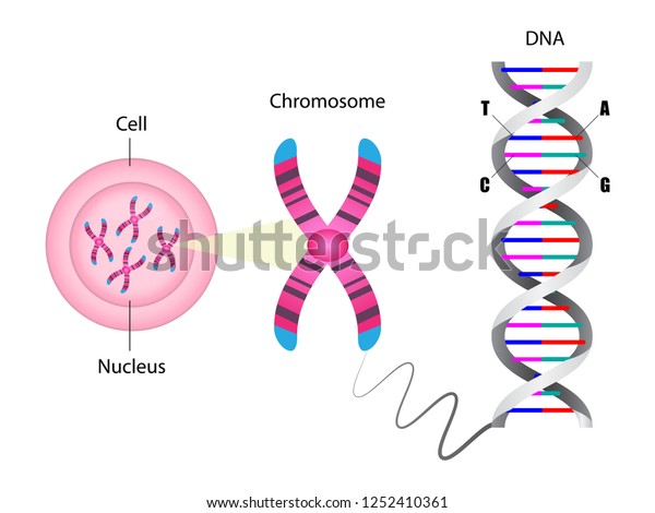 染色体とdna構造の図 分子生物学 ベクターイラストeps10 のベクター画像素材 ロイヤリティフリー