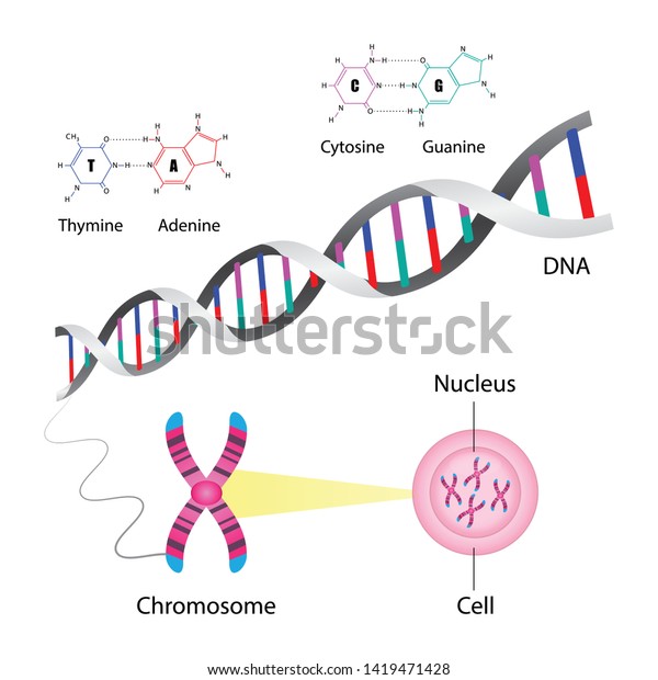 Diagram Chromosome Dna Structure Molecular Biology Stock Vector ...