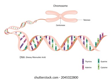 Diagram of Chromosome and DNA(Deoxyribonucleic Acid). Nitrogenous bases of DNA. Thymine, Adenine, Guanine and cytosine