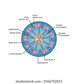 A diagram of cilia and flagella structure - simple schematic illustration - showing subtubule, dyenin arms, radial spoke etc. skeletal structure diagram. 