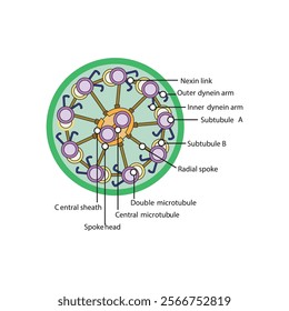 A diagram of cilia and flagella structure - simple schematic illustration - showing subtubule, dyenin arms, radial spoke etc. skeletal structure diagram. 