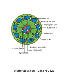 A diagram of cilia and flagella structure - simple schematic illustration - showing subtubule, dyenin arms, radial spoke etc. skeletal structure diagram. 