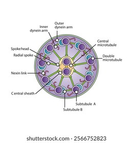 A diagram of cilia and flagella structure - simple schematic illustration - showing subtubule, dyenin arms, radial spoke etc. skeletal structure diagram. 