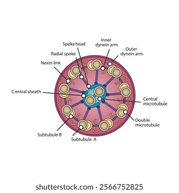 A diagram of cilia and flagella structure - simple schematic illustration - showing subtubule, dyenin arms, radial spoke etc. skeletal structure diagram. 