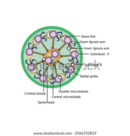 A diagram of cilia and flagella structure - simple schematic illustration - showing subtubule, dyenin arms, radial spoke etc. skeletal structure diagram. 