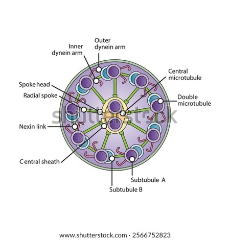 A diagram of cilia and flagella structure - simple schematic illustration - showing subtubule, dyenin arms, radial spoke etc. skeletal structure diagram. 