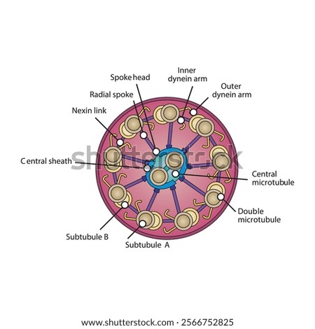 A diagram of cilia and flagella structure - simple schematic illustration - showing subtubule, dyenin arms, radial spoke etc. skeletal structure diagram. 